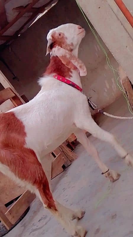 Bakra 2025 k lie wtsb nmbr 03102639551 4