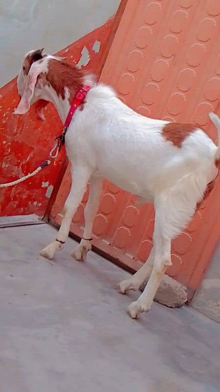 Bakra 2025 k lie wtsb nmbr 03102639551 5