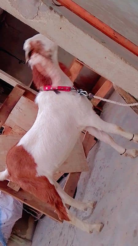 Bakra 2025 k lie wtsb nmbr 03102639551 6