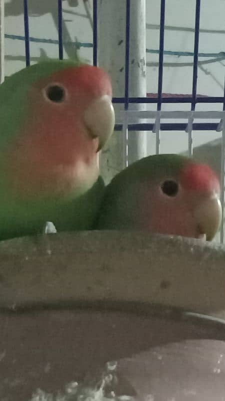 lovebirds. breeding pair. . Whatsapp:03333459624 0