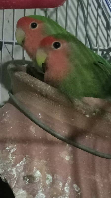 lovebirds. breeding pair. . Whatsapp:03333459624 1