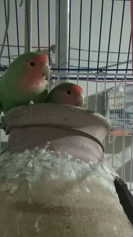 lovebirds. breeding pair. . Whatsapp:03333459624 2