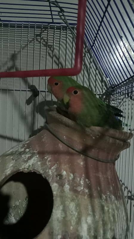 lovebirds. breeding pair. . Whatsapp:03333459624 3