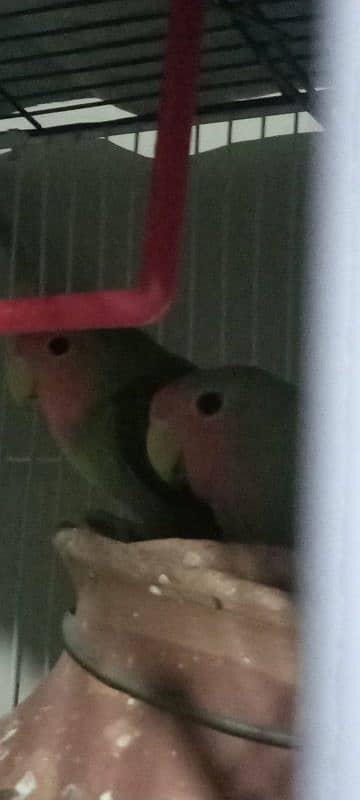 lovebirds. breeding pair. . Whatsapp:03333459624 4