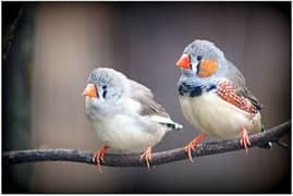 Zebra Finch Breeder pairs