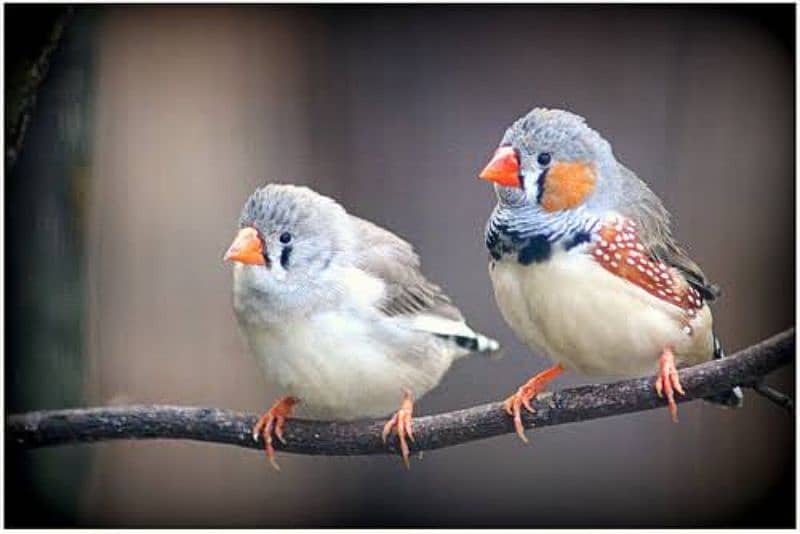 Zebra Finch Breeder pairs 0