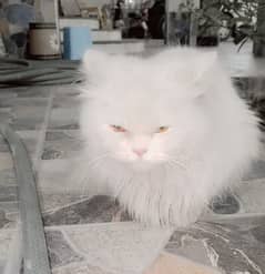 CAT PUNCH FACE WHITE COLOR