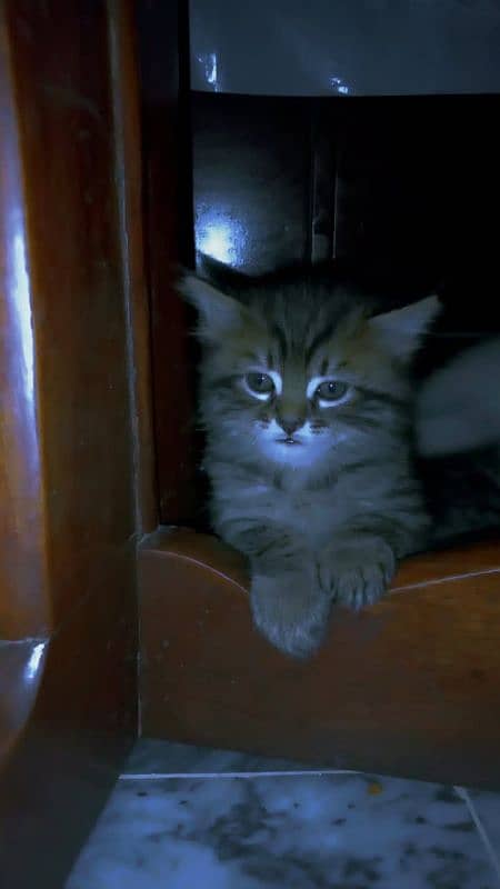 Persian kitten for sale 3