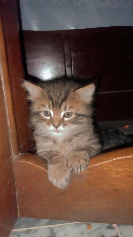 Persian kitten for sale 4