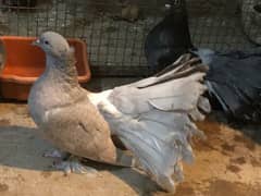 pigeon for sale