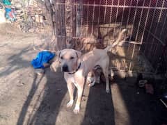 Bully Dog / Pure Bully Male Dog For Sale