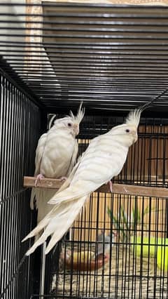 Red Eye Cocktail Breeder Pair 100%