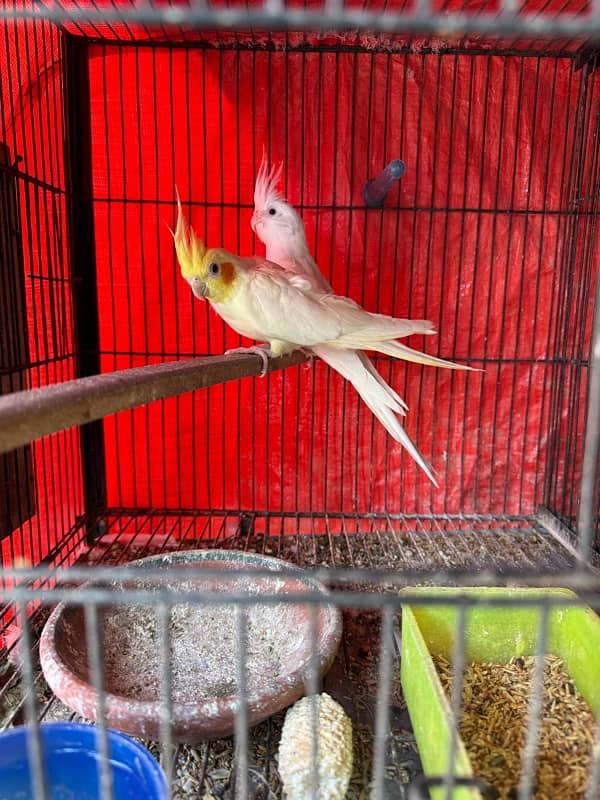 cocktail breeder pair available with chick and eggs 2