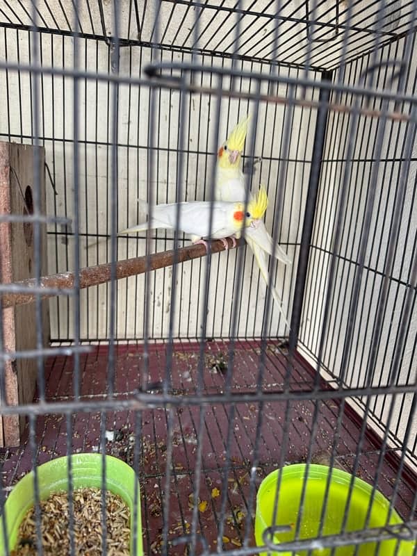 cocktail breeder pair available with chick and eggs 4