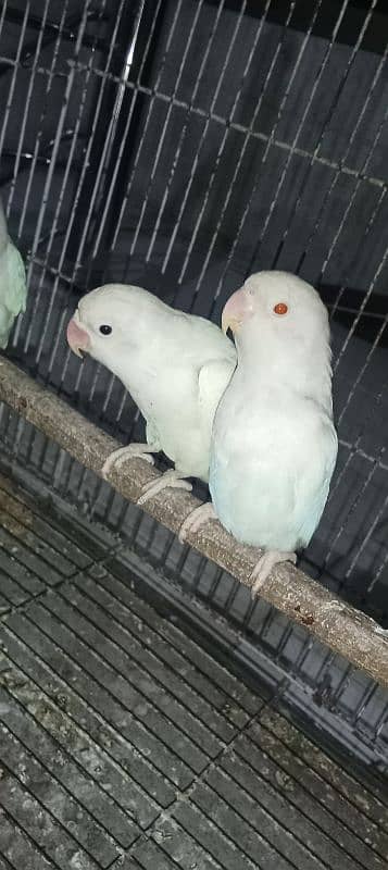 albino pair 0