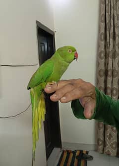 Green Ringneck Female Hand Tame Never Bite