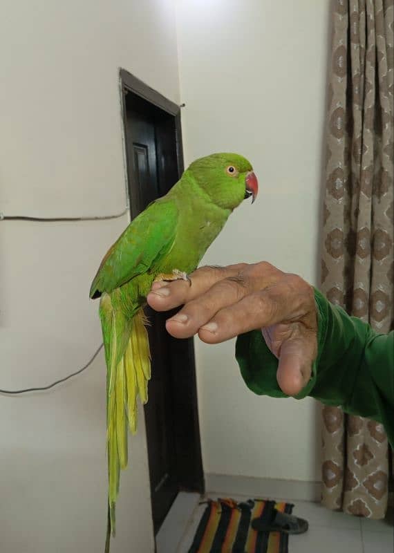 Green Ringneck Female Hand Tame Never Bite 0