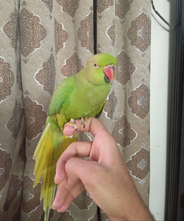 Green Ringneck Female Hand Tame Never Bite 1