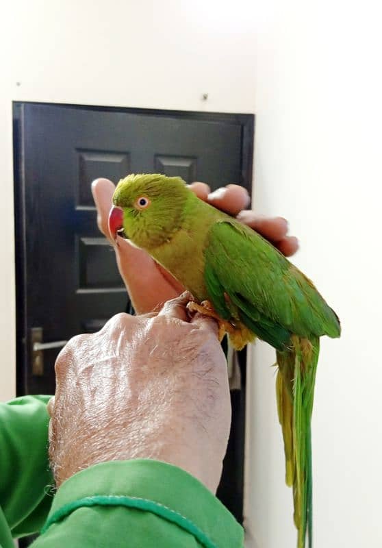 Green Ringneck Female Hand Tame Never Bite 2