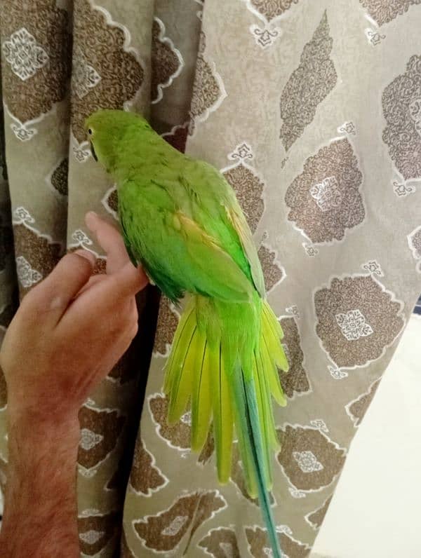 Green Ringneck Female Hand Tame Never Bite 3