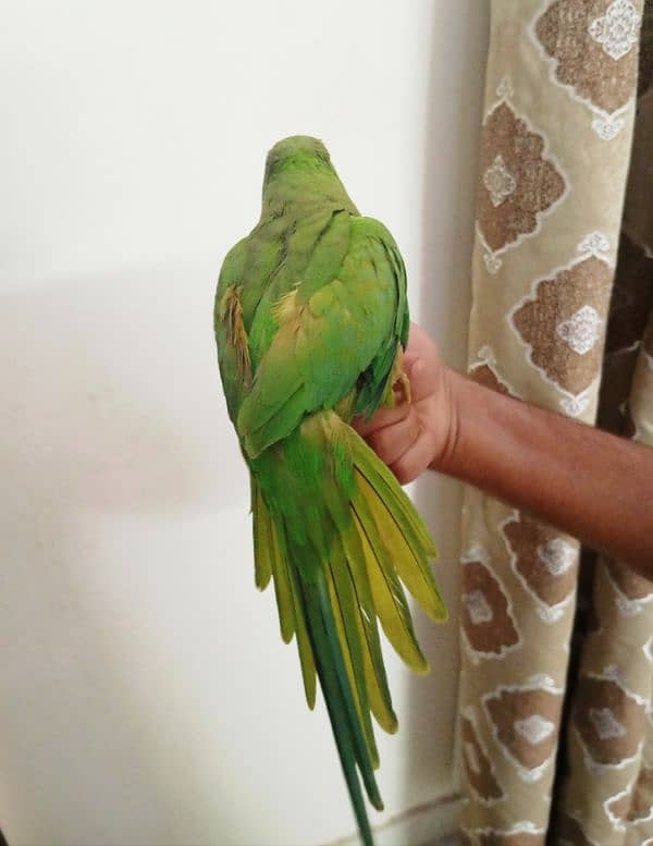 Green Ringneck Female Hand Tame Never Bite 4