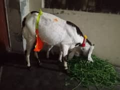 Dasi or dogli bakri ka crass bakri with male baby