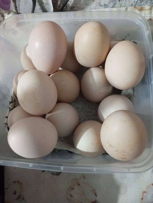 Aseel Fertile Eggs 0