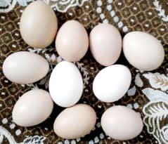 Aseel 100% Fertile Eggs