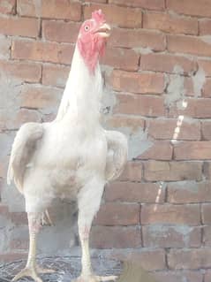 Aseel hens for sale