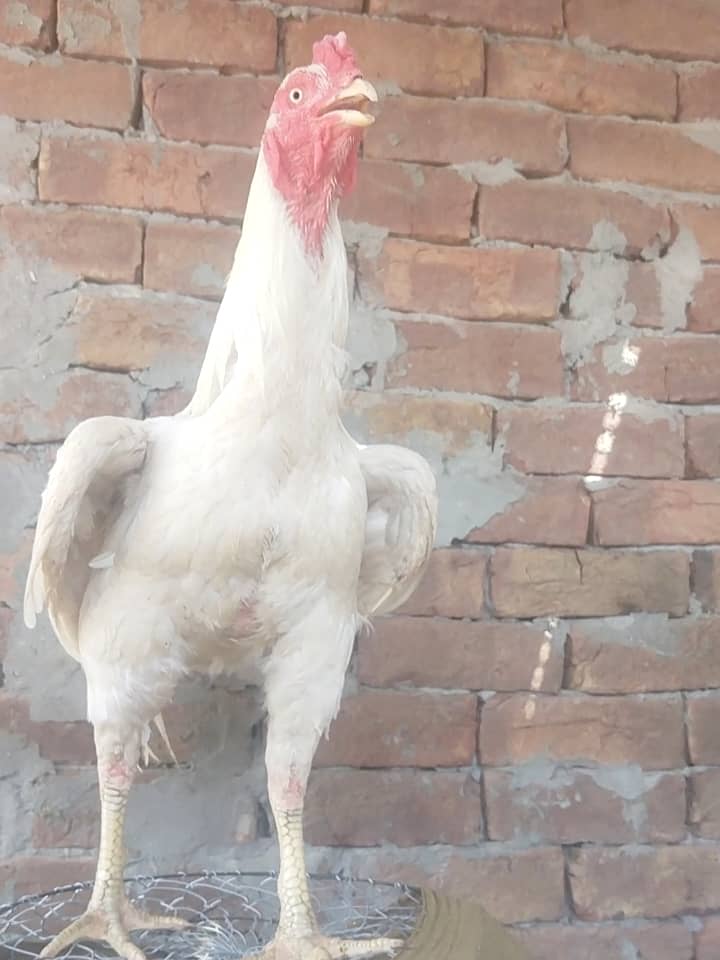 Aseel hens for sale 0