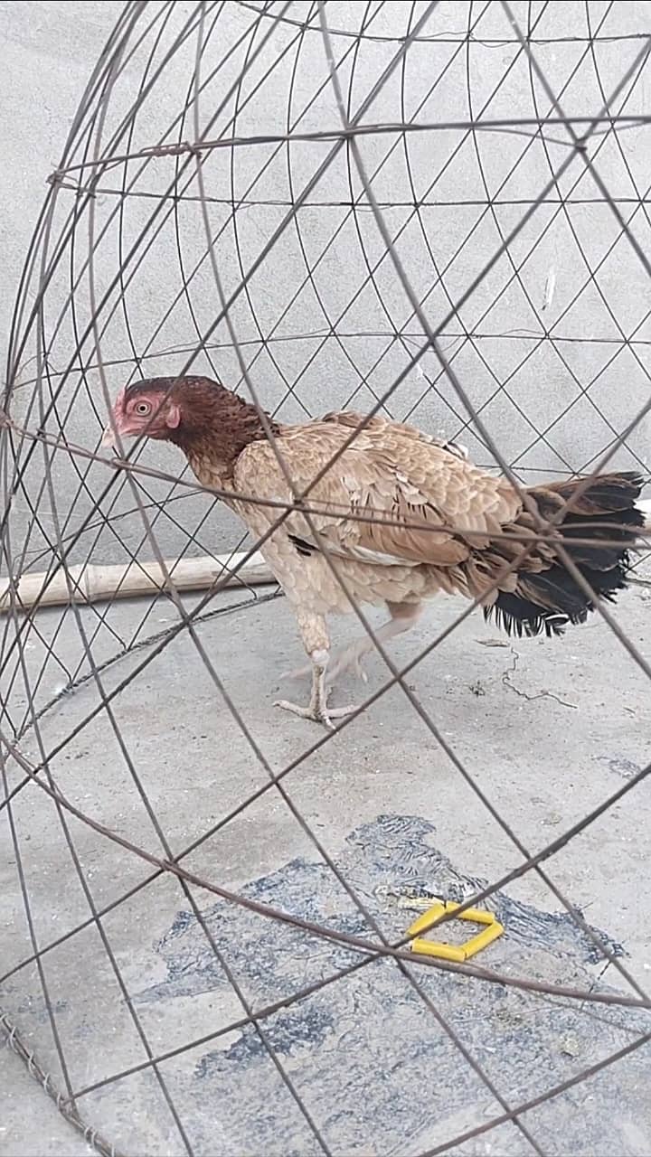 Aseel hens for sale 1