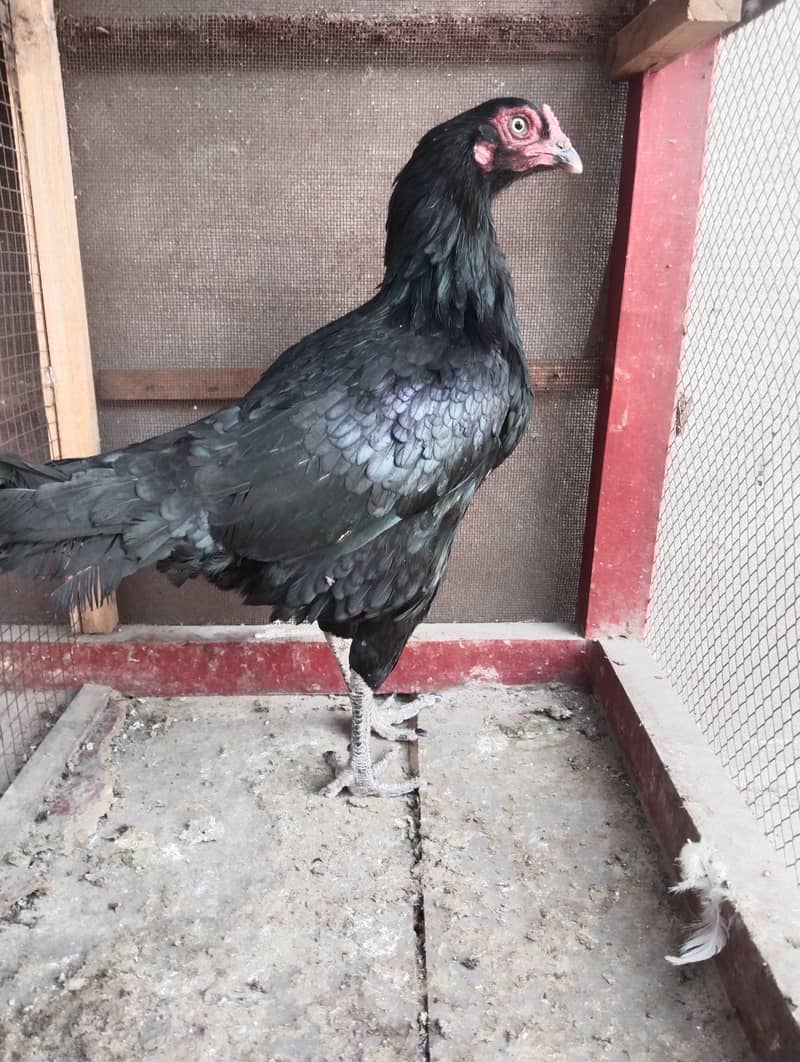 Aseel hens for sale 2