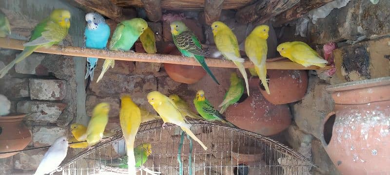 Budgies Pair for sale single also for sale. 1