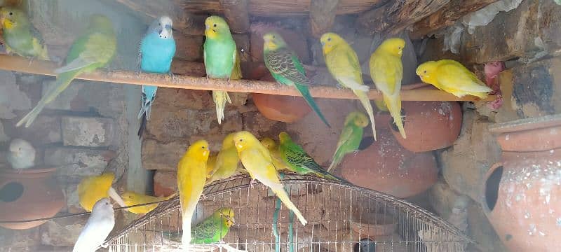 Budgies Pair for sale single also for sale. 2