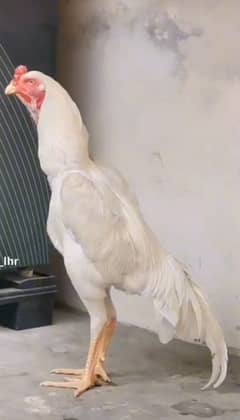 King O Shamoo | White shamo | Shamo chicks | Aseel shamo | shamo pair