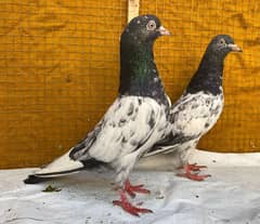 Royal tadi pigeons rde tow bred