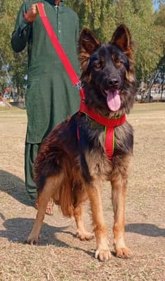 king German Shepherd male age 7 month full security guard for sale