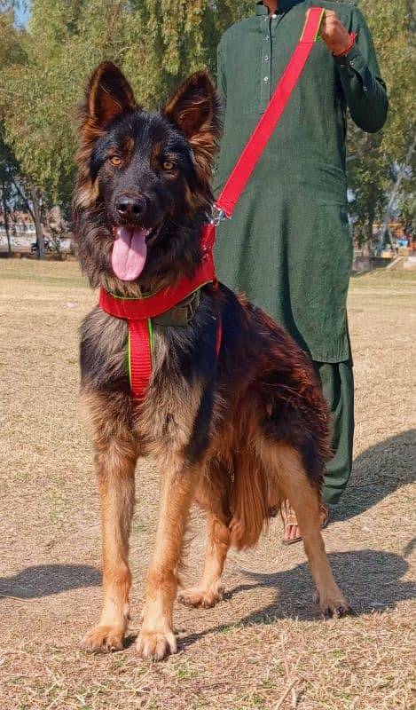 king German Shepherd male age 7 month full security guard for sale 1