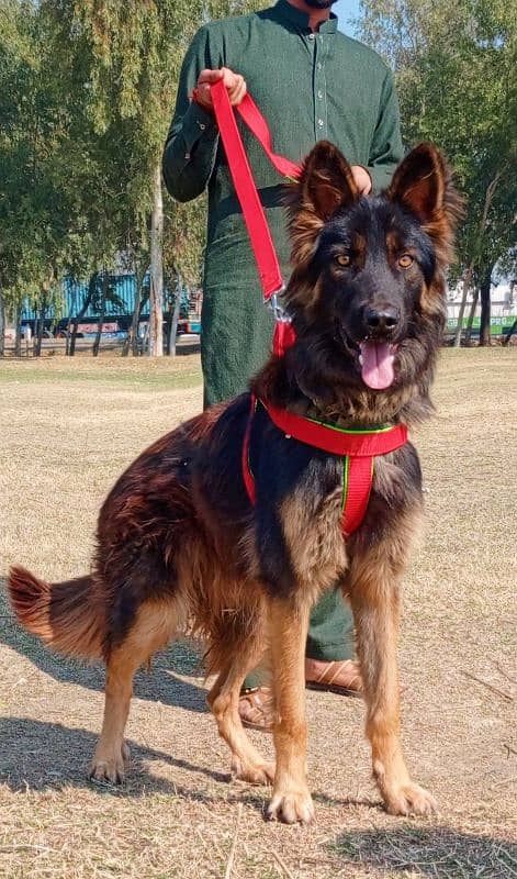 king German Shepherd male age 7 month full security guard for sale 2