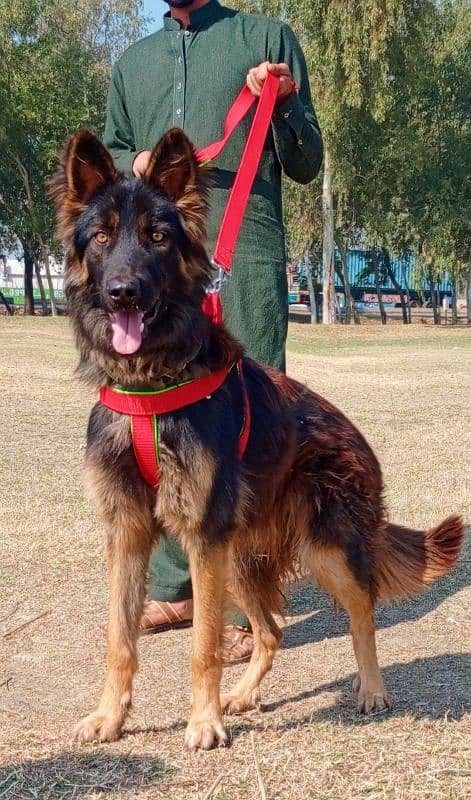 king German Shepherd male age 7 month full security guard for sale 3