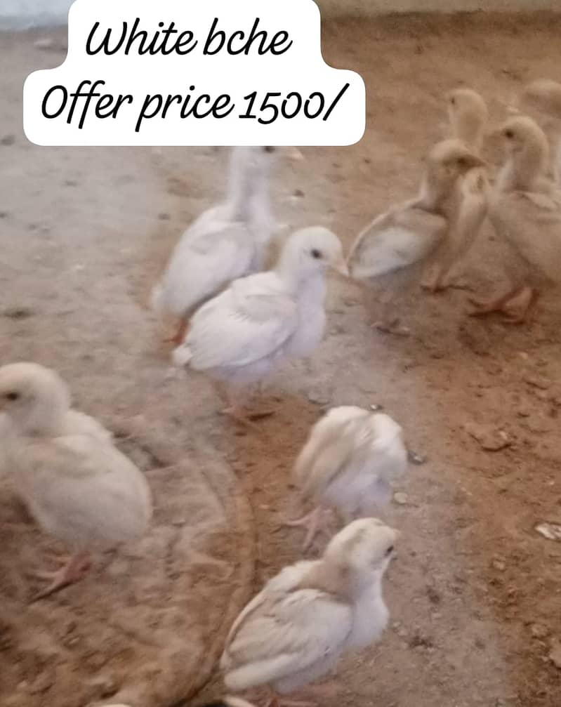 Offer. . heere chicks/ mushka jora/Heera ptha 1