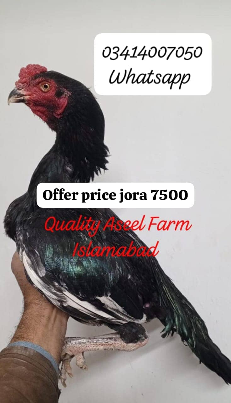 Offer. . heere chicks/ mushka jora/Heera ptha 2