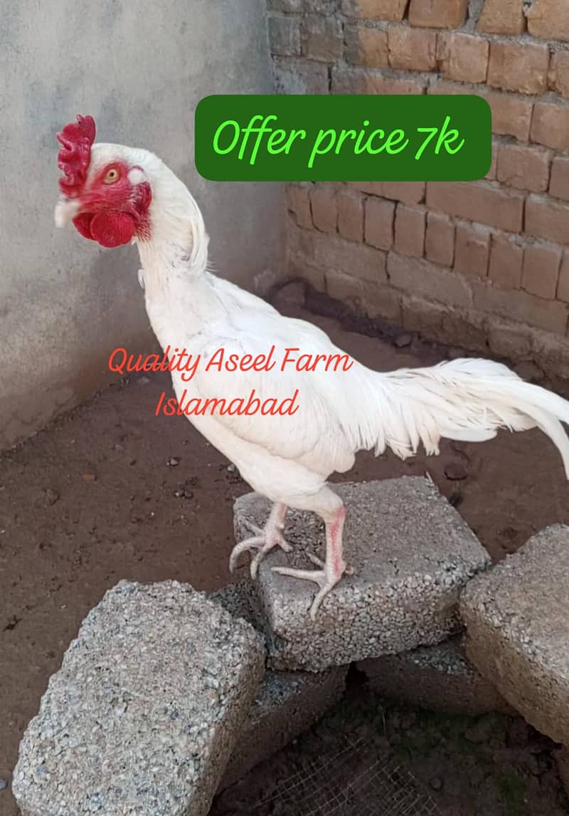 Offer. . heere chicks/ mushka jora/Heera ptha 4