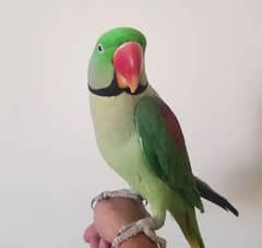 kashmiri Raw parrot for sale