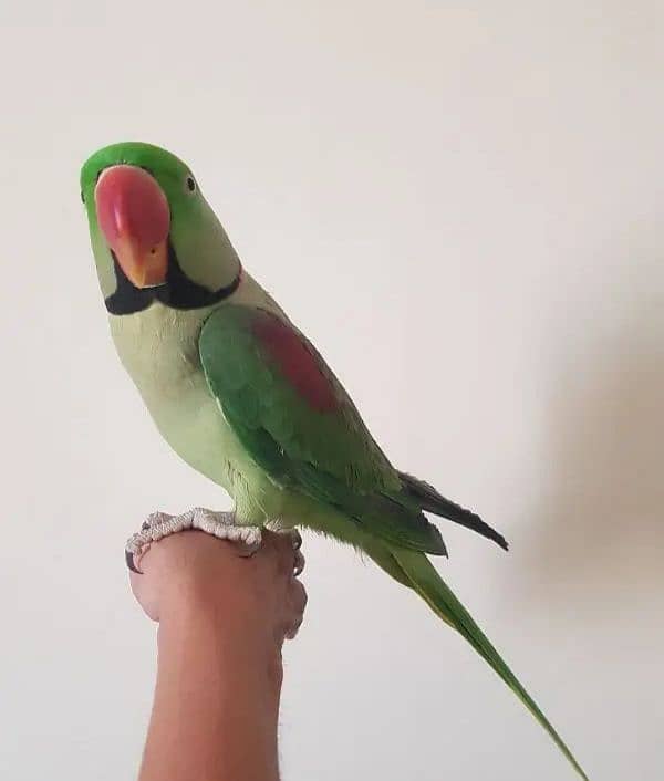 kashmiri Raw parrot for sale 1