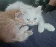 white punchface triple coat gingger/foun double coat blue eyes kittens