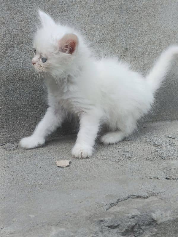 white punchface triple coat gingger/foun double coat blue eyes kittens 1