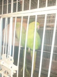 green parrot  breading pair