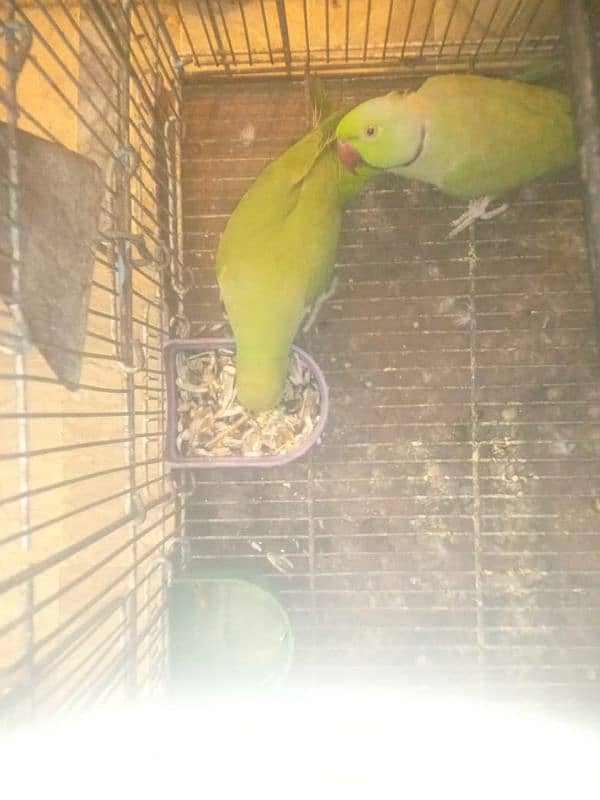 green parrot  breading pair 1