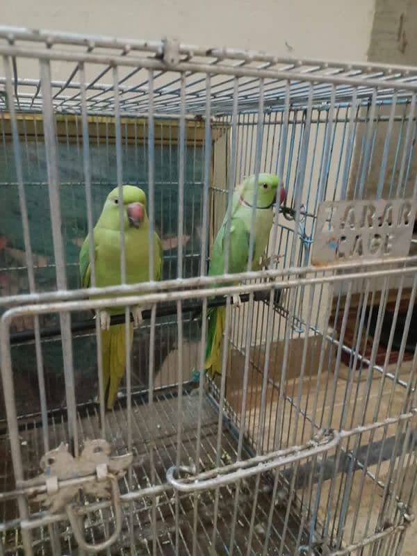 green parrot  breading pair 3